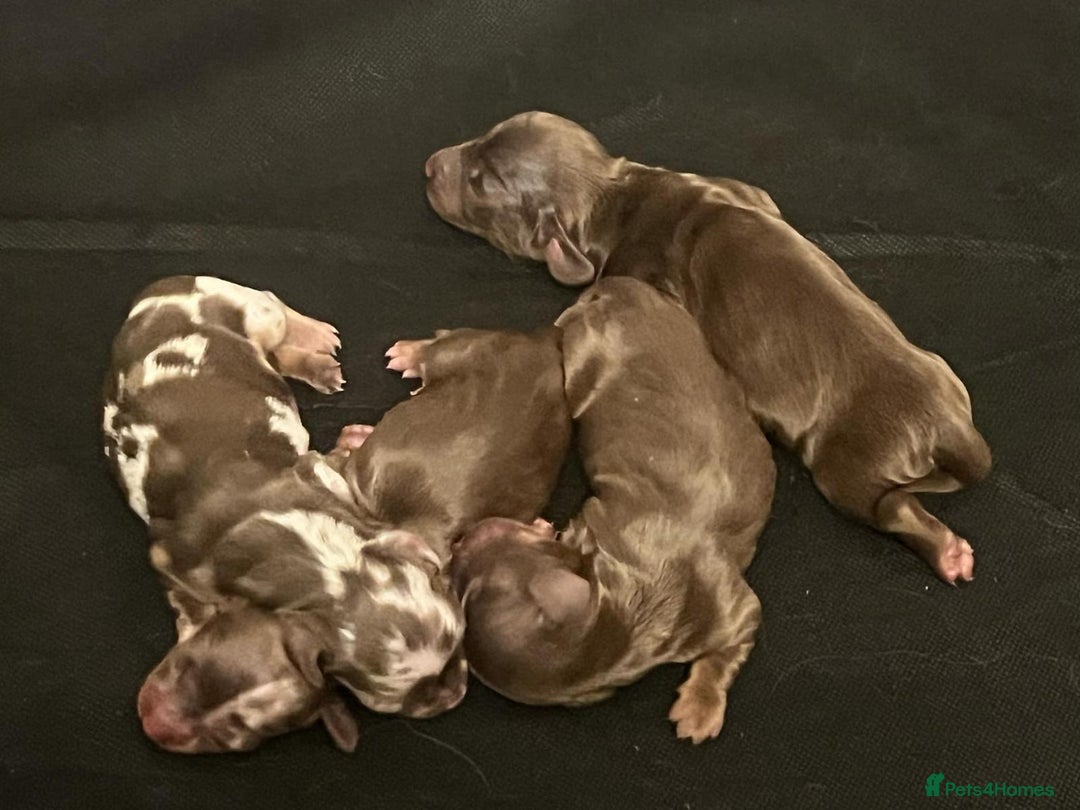 Miniature Dachshund dogs for stud: Hondo available for Stud in Liverpool - Advert 7