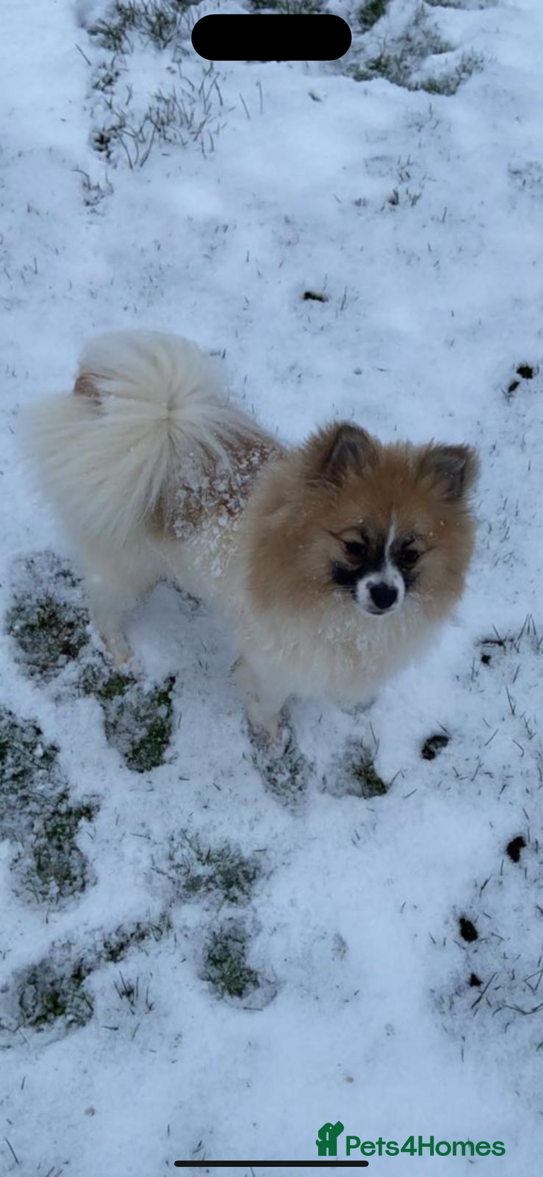 Pomsky dogs for sale: Pomsky Pups  - Advert 1