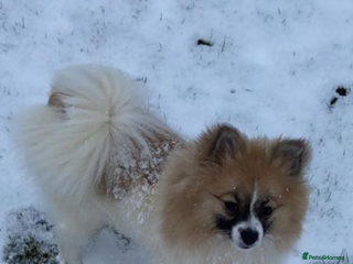 Pomsky dogs Pomsky Pups - Advert 1