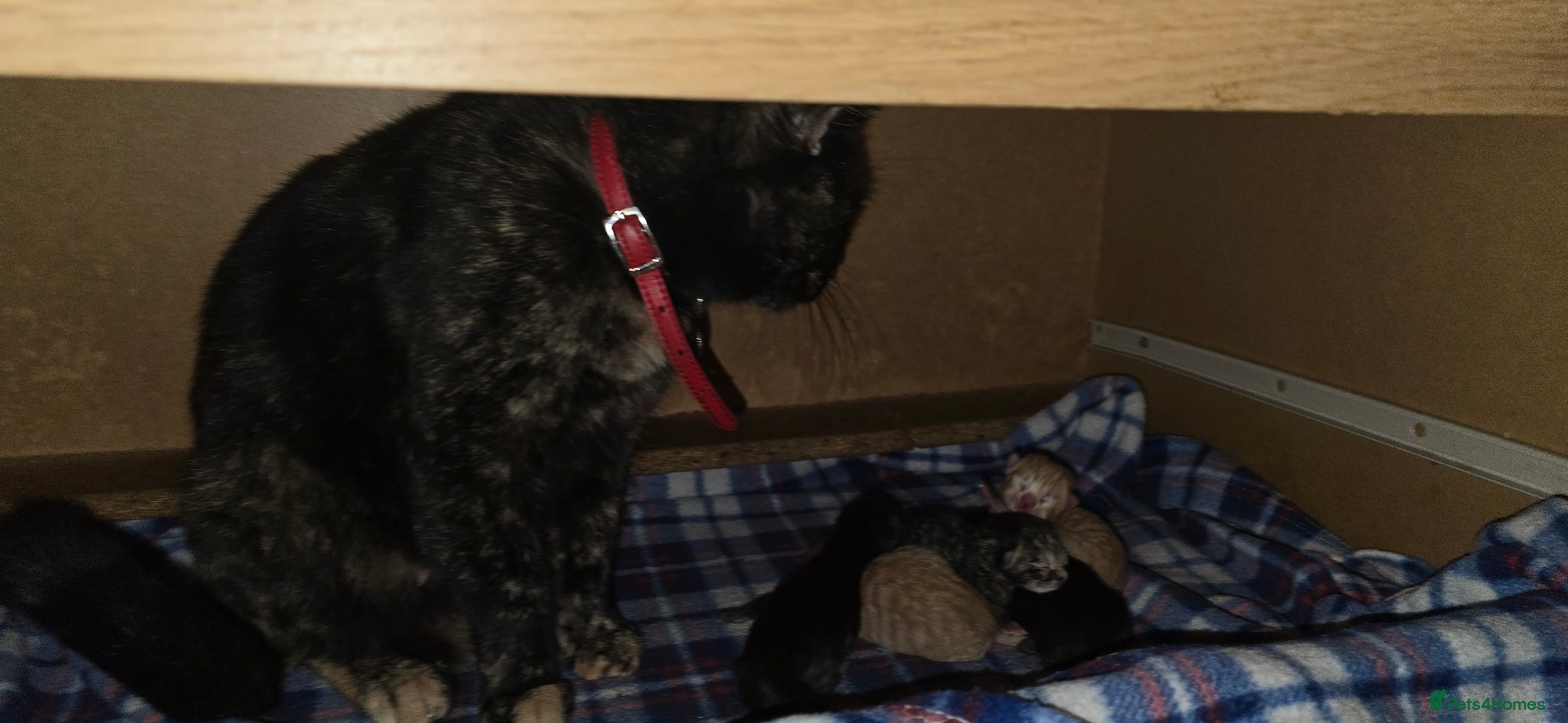 Domestic Shorthair cats beautifull 5 kittens ready to go 19th of May - Advert 2