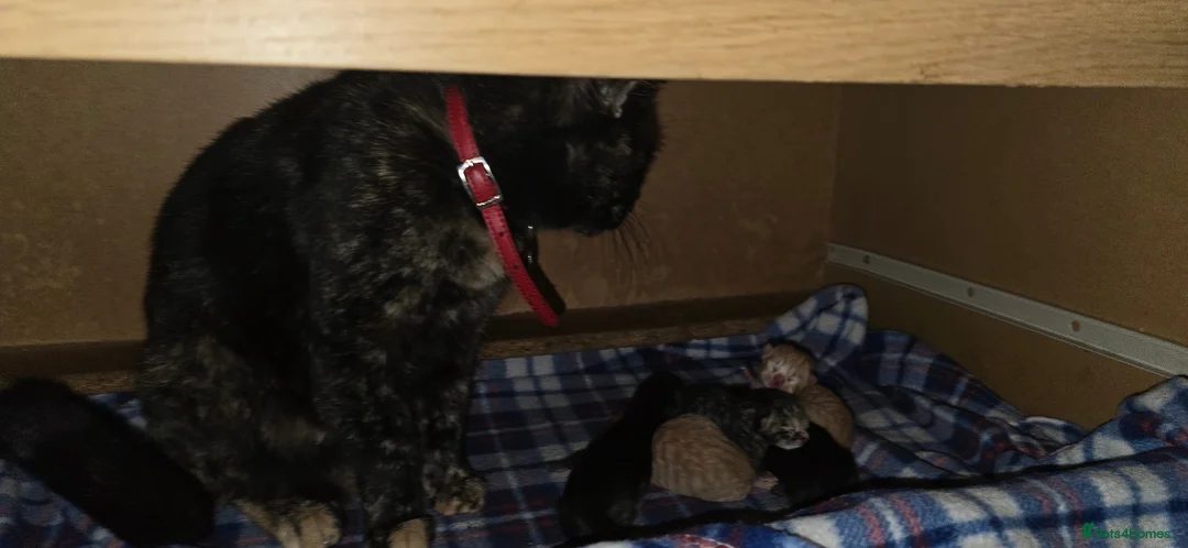 Domestic Shorthair cats for sale: beautifull 5 kittens ready to go 19th of May - Advert 2