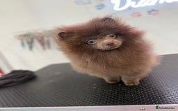 Pomeranian dogs for sale: Lilac girl - Advert 3