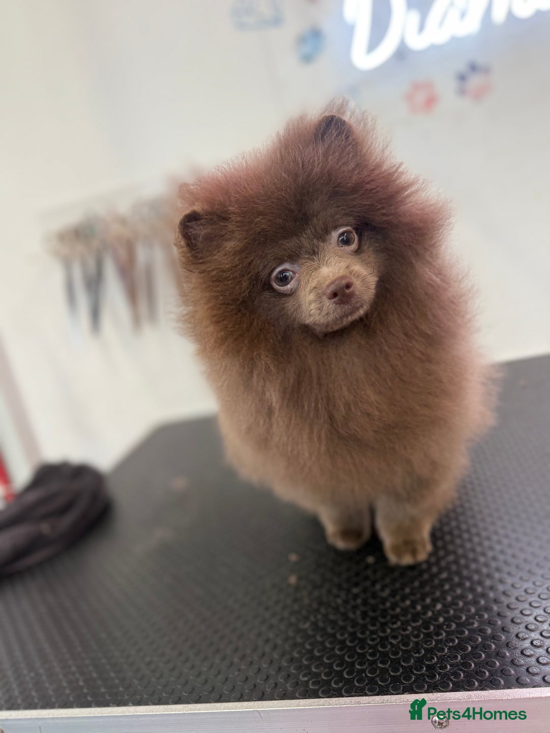 Pomeranian dogs for sale: Lilac girl - Advert 3