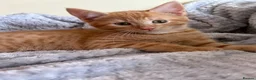 Mixed Breed cats for sale: 2 fluffy female kittens part main coon - Advert 1