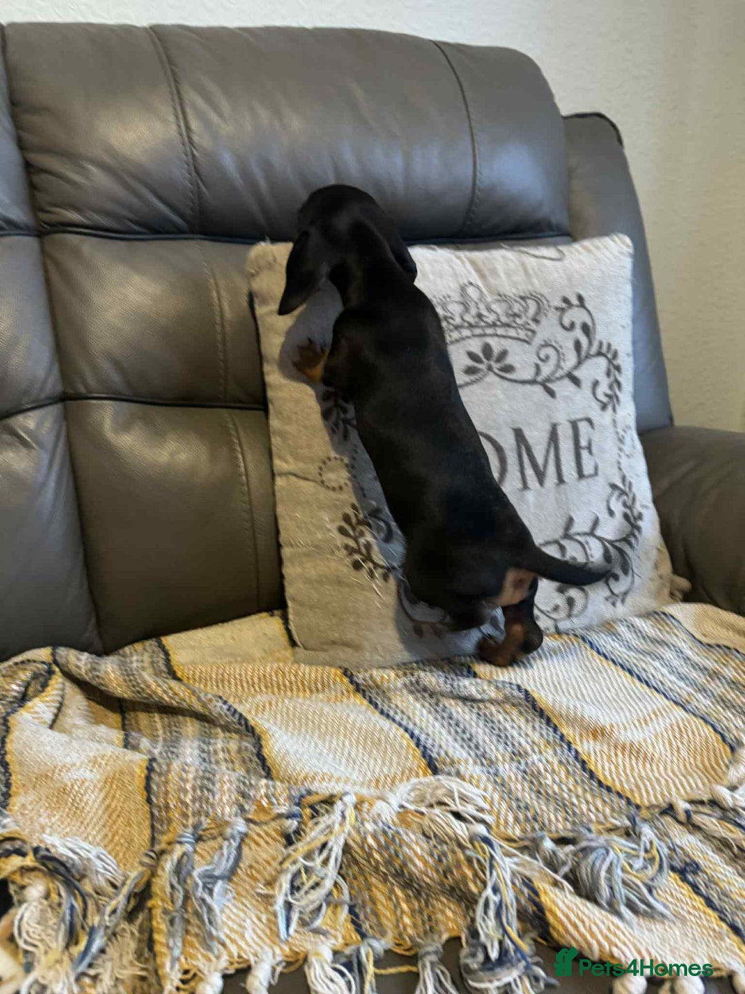 Miniature Dachshund dogs for sale: Miniature Dachshund Puppies ready to go 3/12/25 - Advert 28