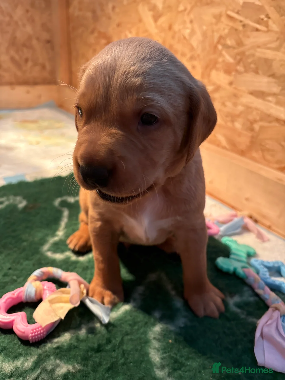 Labrador Retriever dogs for sale: KC Working Fox Red Pups - Advert 10