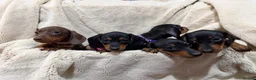 Dachshund dogs for sale: 5 beautiful bouncy Dachshund puppy’s for sale in Pontefract - Advert 3
