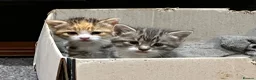Mixed Breed cats for sale: Two beautiful female kittens - Advert 3