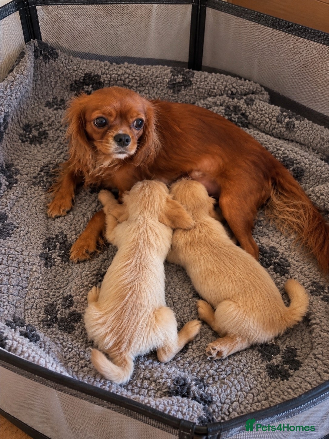 Mixed Breed dogs for sale: Cavapoo cross terrier  - Advert 1