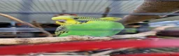 Budgerigars birds for sale: 3x 9 week old budgies ready now - Advert 7