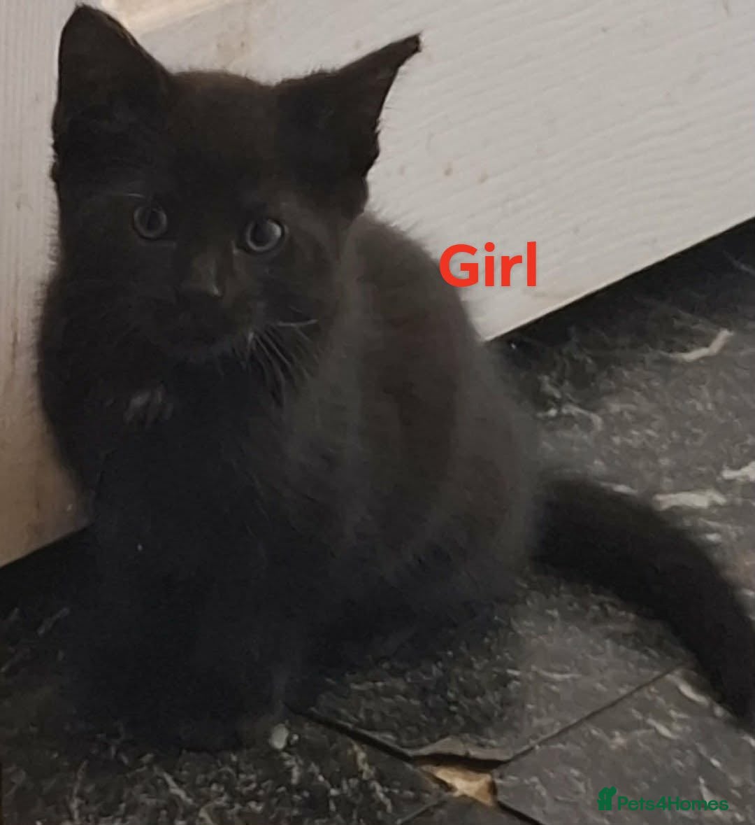 Mixed Breed cats for sale: Beautiful kittens for sale  in King's Lynn - Advert 8