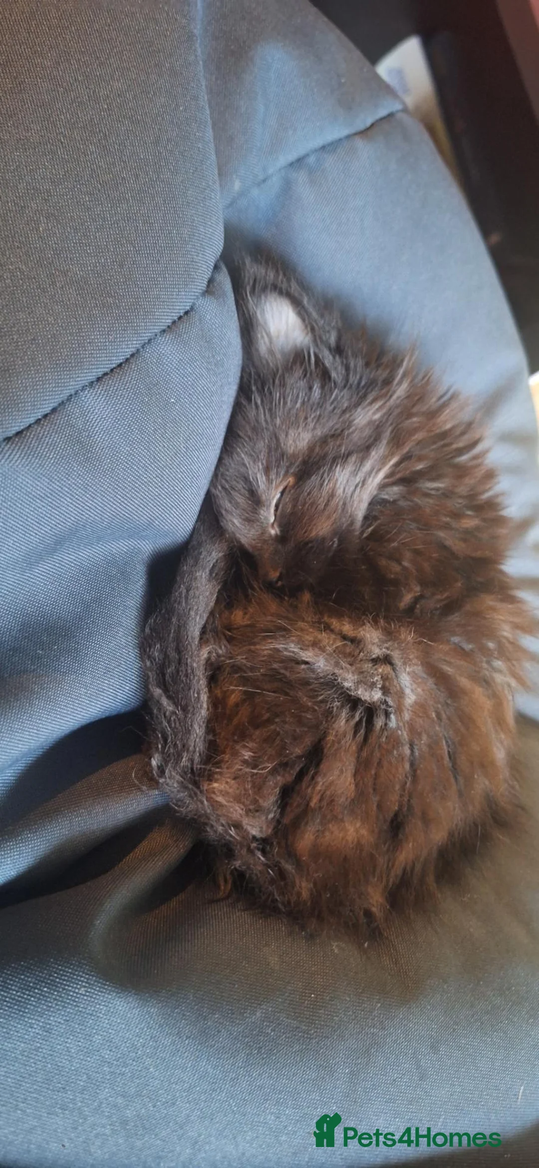 Mixed Breed cats for sale: Black kittens in Manchester - Advert 4