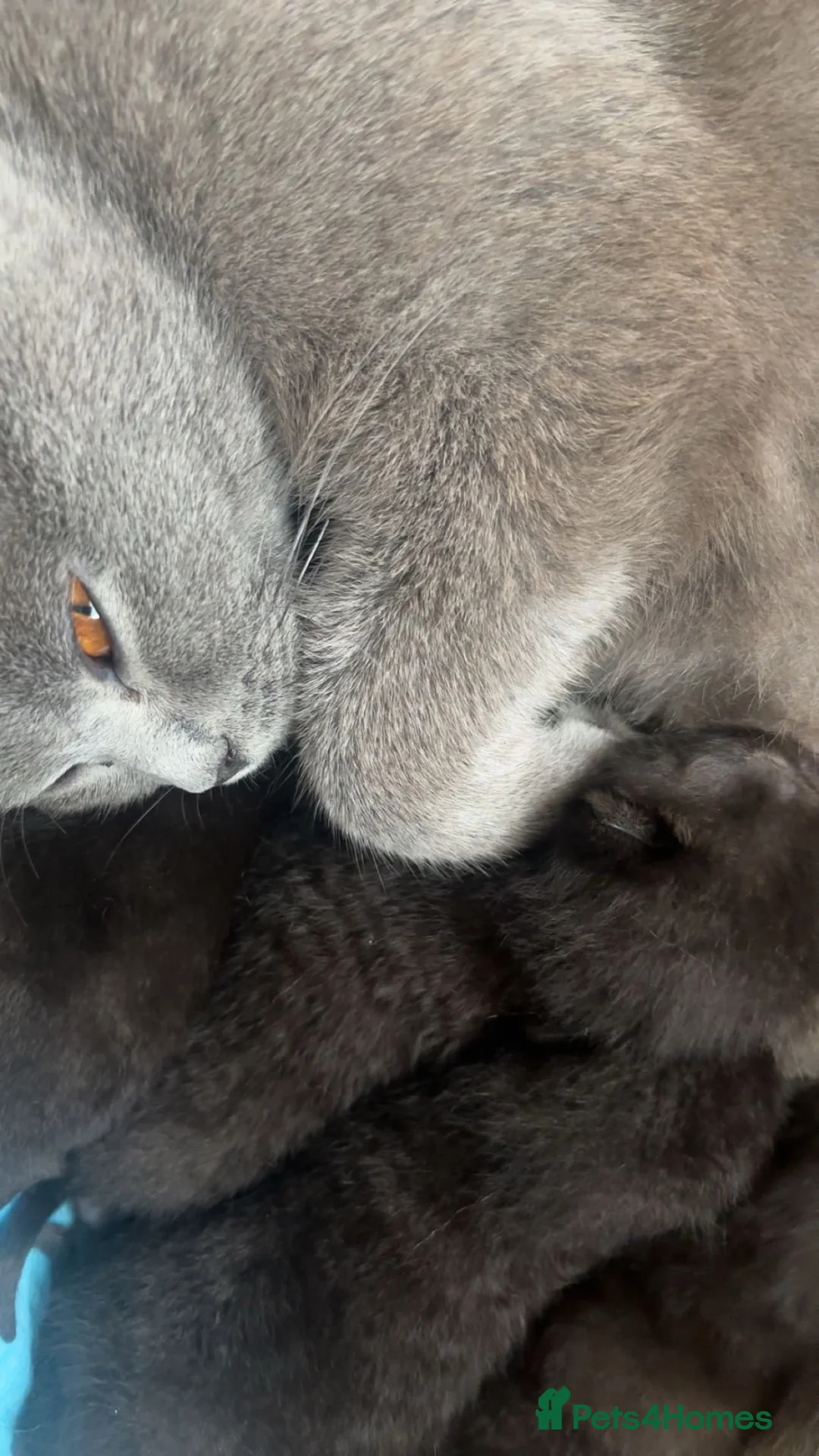 British Shorthair cats for sale: chocolate brown kittens - Advert 22