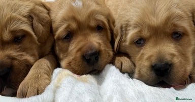 Goldador dogs SUPER GORGEOUS RED GOLDADOR PUPPIES ❤️ - Advert 13