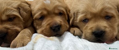 Goldador dogs SUPER GORGEOUS RED GOLDADOR PUPPIES ❤️ - Advert 6