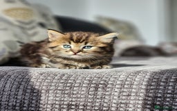Ragdoll cats for sale: Ragdoll kittens - Image 12