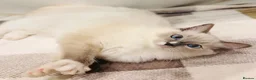 Ragdoll cats for sale: 🩵✨ STUNNING GCCF REGISTERED RAGDOLL GIRLS - Advert 3