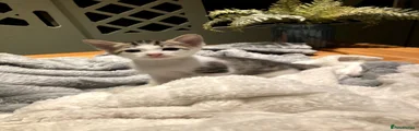 Kitten 12 