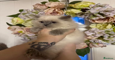 Persian cats - Advert 2
