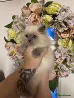 Persian cats - Advert 1