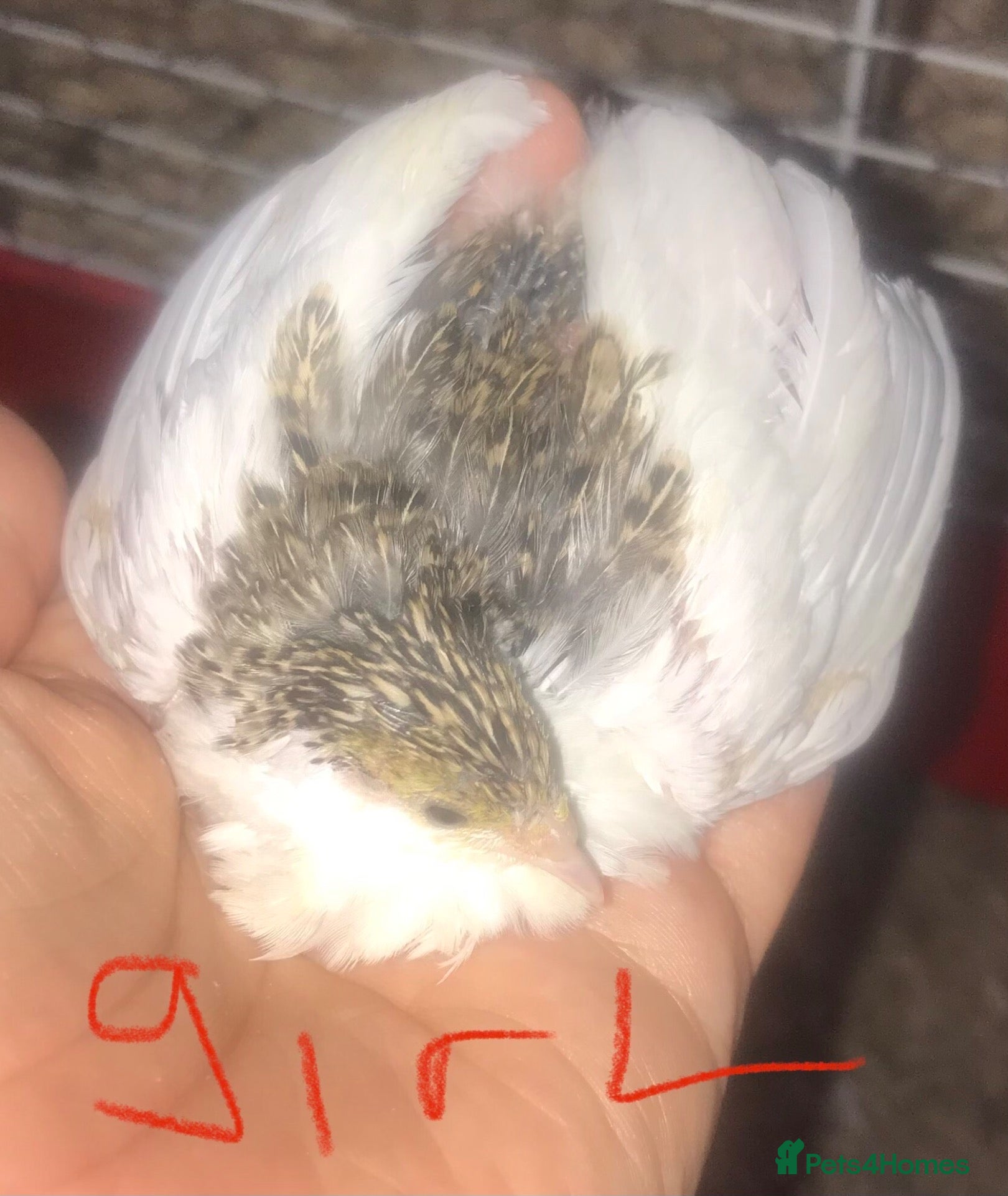 Quail poultry SEXED QUAILS/CHINESE PAINTED BUTTONS ! - Advert 22
