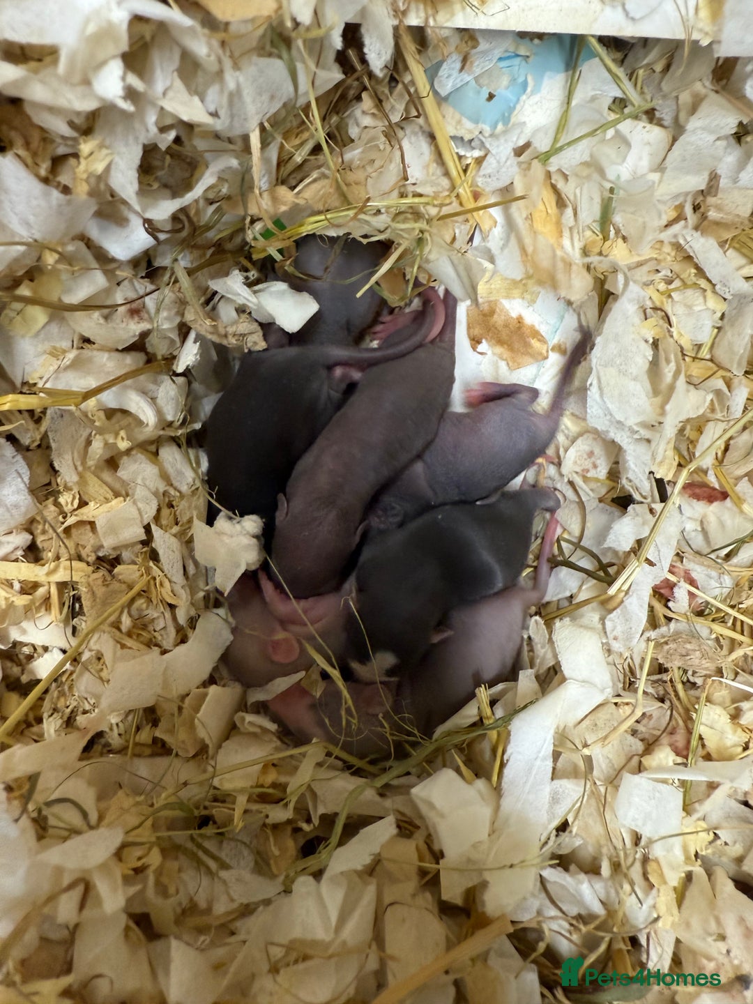 Rat rodents for sale: Dwarf Rats  - Image 14