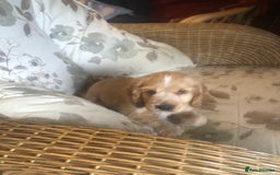 Cocker Spaniel dogs for sale: 4 stunning cocker spaniel puppies  - Image 27