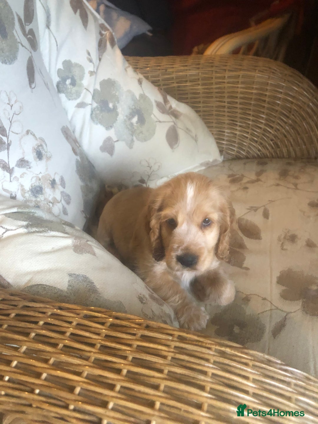 Cocker Spaniel dogs for sale: 4 stunning cocker spaniel puppies  - Image 27