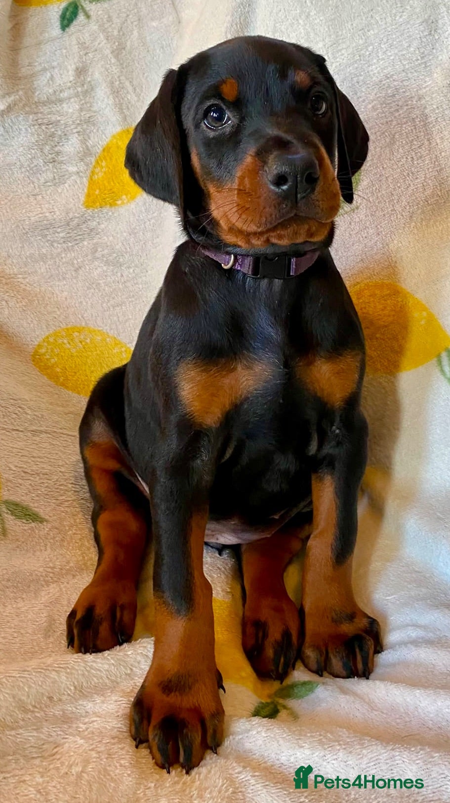 Dobermann dogs Health tested European puppies  - Advert 2