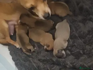 Chihuahua dogs Beautiful litter of chihuahua puppies - Advert 6