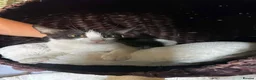 Mixed Breed cats for adoption: Emma for adoption in Kidlington - Advert 4