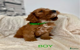 Cockapoo dogs for sale: STUNNING F1 FOX RED COCKERPOO PUPPIES - Image 8