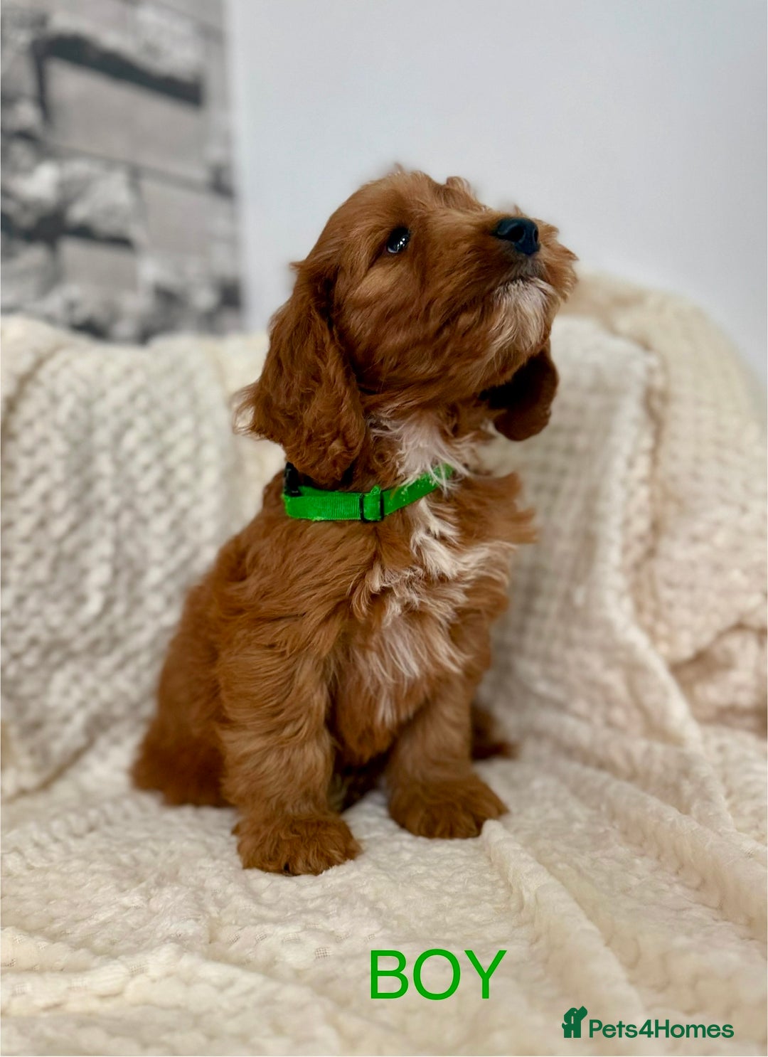 Cockapoo dogs for sale: STUNNING F1 FOX RED COCKERPOO PUPPIES - Image 8