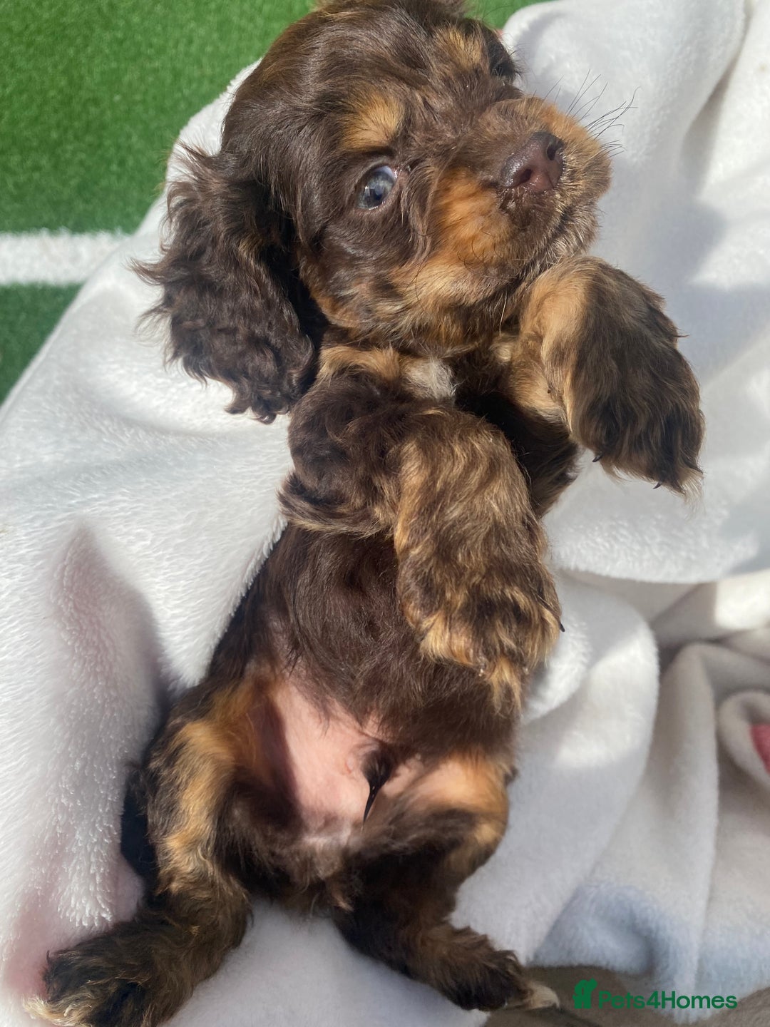 Cockapoo dogs for sale: American cockapoos rare green eyes phantoms - Image 1