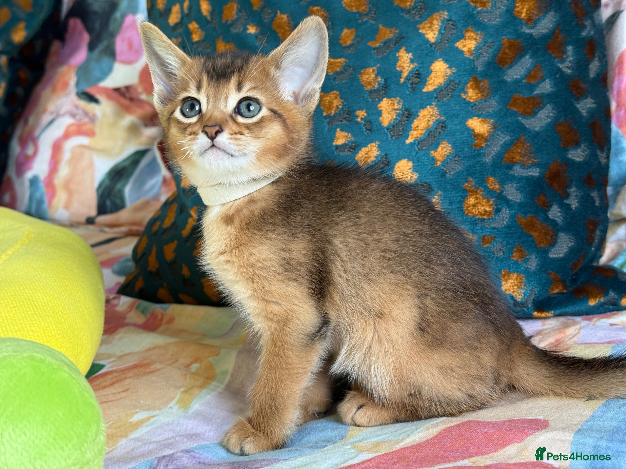 Abyssinian cats TICA reg Fawn and Ruddy Aby boys - Advert 1