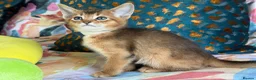 Abyssinian cats for sale: TICA reg one gorgeous Ruddy Aby boy left! - Advert 13