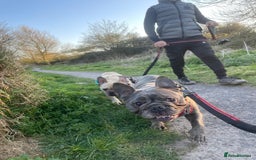 French Bulldog dogs for sale: Girl and boy breading pair - Image 3
