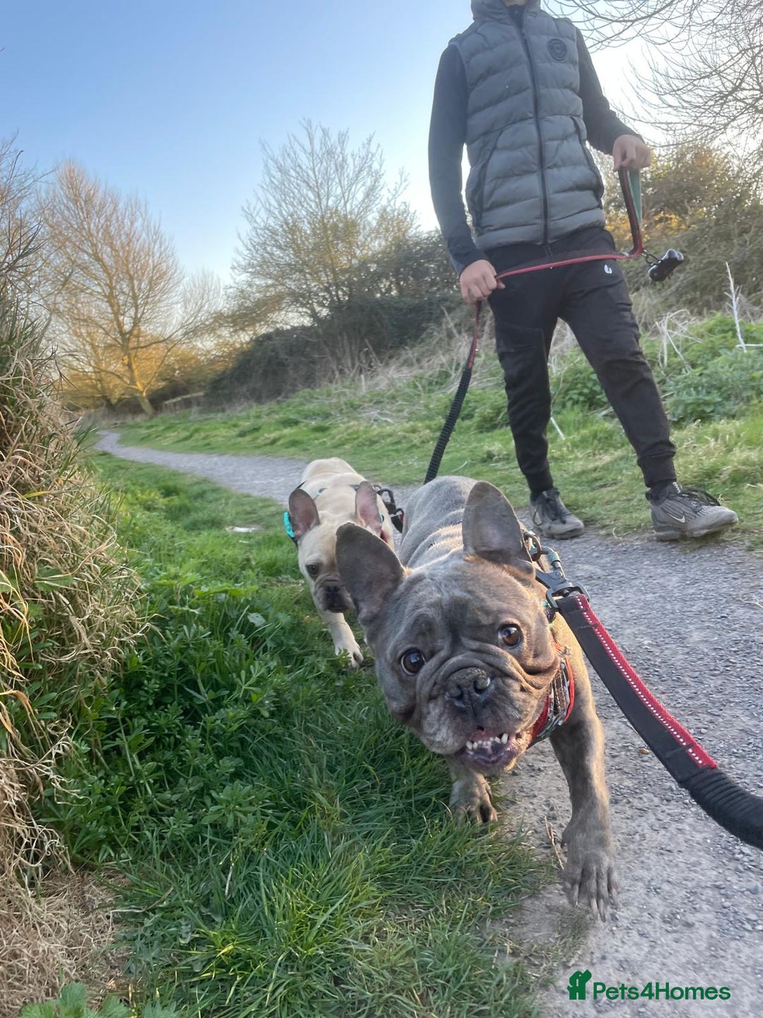 French Bulldog dogs for sale: Girl and boy breading pair - Image 3