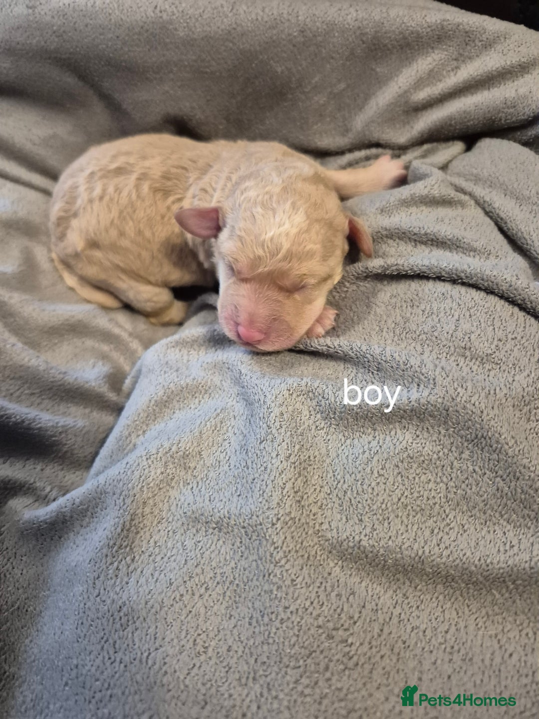 Labradoodle dogs for sale: F1b labradoodle puppies - Image 1