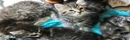 Mixed Breed cats for sale: Maine coon cross tabby - stunning fluffy kittens.. in Bridge of Weir - Advert 17