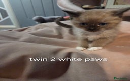 Ragdoll cats for sale: Beautiful Ragdoll Kittens - Image 14