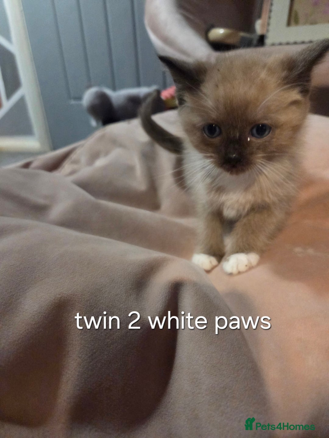 Ragdoll cats for sale: Beautiful Ragdoll Kittens - Image 14