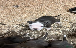 Staffordshire Bull Terrier dogs for sale: 🐶🐾Staffordshire puppies ❤️🐶 - Image 8