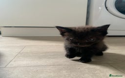 Bengal cats for sale: Bengal cross - Image 3