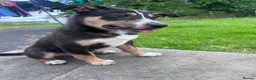 Mixed Breed dogs for sale: Beautiful tri colour border collie pups - Advert 3