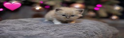 Ragdoll cats for sale: ✨ Beautiful Pure Ragdoll Kittens Available ✨ - Advert 4