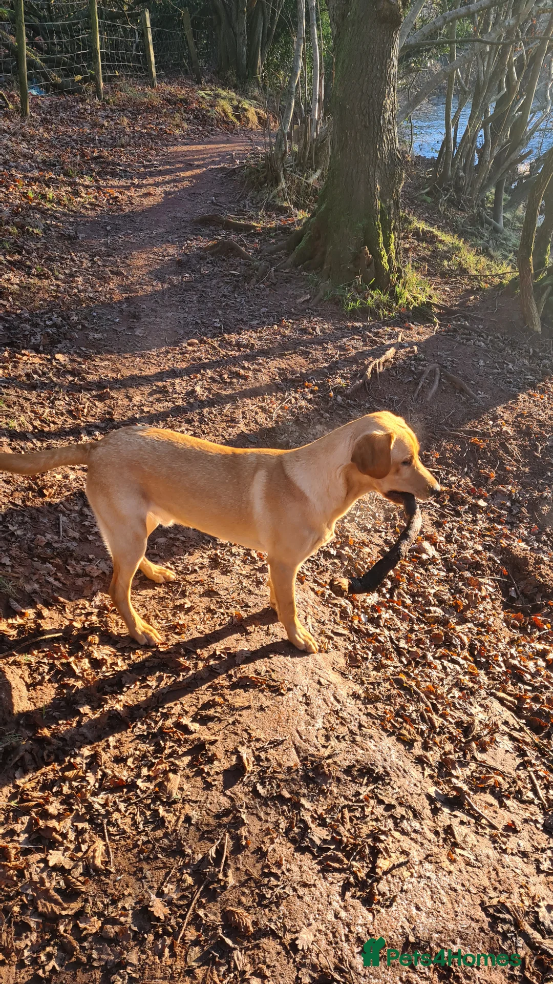 Labrador Retriever dogs for stud: Unproven Labrador Stud NO FEE. KC reg/BVA screened in Brecon - Advert 31