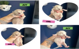 Ragdoll cats for sale: 4 beautiful Ragdolls for sale  - Image 1