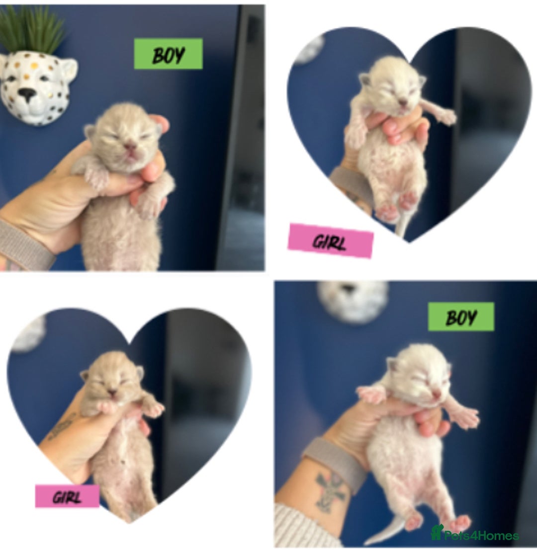 Ragdoll cats for sale: 4 beautiful Ragdolls for sale  - Image 1