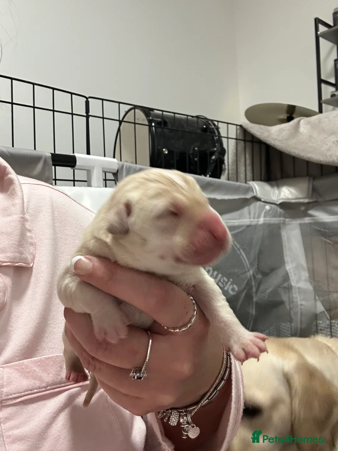 Goldador dogs for sale: Beautiful Goldador Pups  - Advert 12